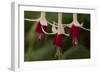 Dancing Fuchsias II-Rita Crane-Framed Photographic Print