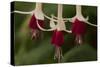 Dancing Fuchsias II-Rita Crane-Stretched Canvas