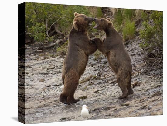 "Dancing" Grizzly Bears, Alaska-Lynn M^ Stone-Stretched Canvas