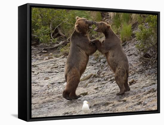 "Dancing" Grizzly Bears, Alaska-Lynn M^ Stone-Framed Stretched Canvas