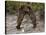 "Dancing" Grizzly Bears, Alaska-Lynn M^ Stone-Stretched Canvas