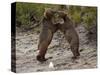 "Dancing" Grizzly Bears, Alaska-Lynn M^ Stone-Stretched Canvas