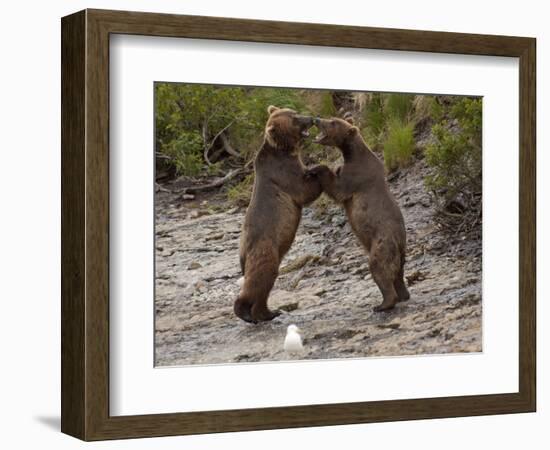 "Dancing" Grizzly Bears, Alaska-Lynn M^ Stone-Framed Photographic Print