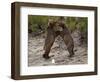 "Dancing" Grizzly Bears, Alaska-Lynn M^ Stone-Framed Photographic Print