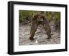 "Dancing" Grizzly Bears, Alaska-Lynn M^ Stone-Framed Photographic Print