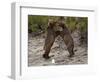 "Dancing" Grizzly Bears, Alaska-Lynn M^ Stone-Framed Photographic Print