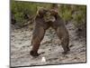 "Dancing" Grizzly Bears, Alaska-Lynn M^ Stone-Mounted Photographic Print