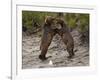 "Dancing" Grizzly Bears, Alaska-Lynn M^ Stone-Framed Photographic Print