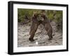 "Dancing" Grizzly Bears, Alaska-Lynn M^ Stone-Framed Photographic Print
