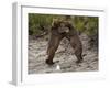 "Dancing" Grizzly Bears, Alaska-Lynn M^ Stone-Framed Photographic Print