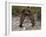 "Dancing" Grizzly Bears, Alaska-Lynn M^ Stone-Framed Photographic Print