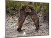 "Dancing" Grizzly Bears, Alaska-Lynn M^ Stone-Mounted Photographic Print