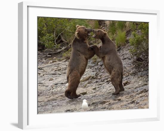 "Dancing" Grizzly Bears, Alaska-Lynn M^ Stone-Framed Photographic Print