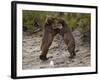 "Dancing" Grizzly Bears, Alaska-Lynn M^ Stone-Framed Photographic Print