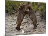 "Dancing" Grizzly Bears, Alaska-Lynn M^ Stone-Mounted Photographic Print