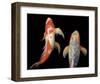 Dancing Koi I-Boyce Watt-Framed Giclee Print