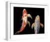 Dancing Koi I-Boyce Watt-Framed Giclee Print