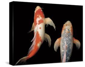 Dancing Koi I-Boyce Watt-Stretched Canvas