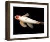 Dancing Koi II-Boyce Watt-Framed Giclee Print