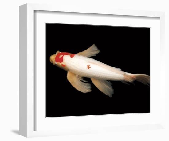 Dancing Koi II-Boyce Watt-Framed Giclee Print