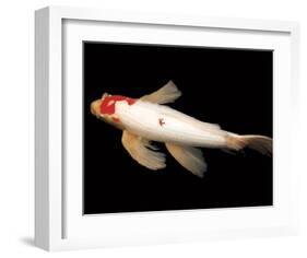 Dancing Koi II-Boyce Watt-Framed Giclee Print