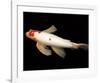 Dancing Koi II-Boyce Watt-Framed Giclee Print