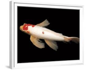 Dancing Koi II-Boyce Watt-Framed Giclee Print