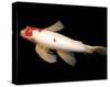 Dancing Koi II-Boyce Watt-Stretched Canvas