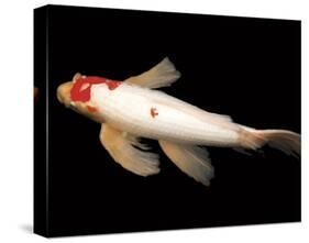 Dancing Koi II-Boyce Watt-Stretched Canvas