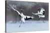 Dancing Pair of Red-Crowned Crane with Open Wing in Flight, with Snow Storm, Hokkaido, Japan-Ondrej Prosicky-Stretched Canvas