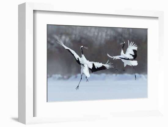 Dancing Pair of Red-Crowned Crane with Open Wing in Flight, with Snow Storm, Hokkaido, Japan-Ondrej Prosicky-Framed Photographic Print