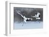 Dancing Pair of Red-Crowned Crane with Open Wing in Flight, with Snow Storm, Hokkaido, Japan-Ondrej Prosicky-Framed Photographic Print