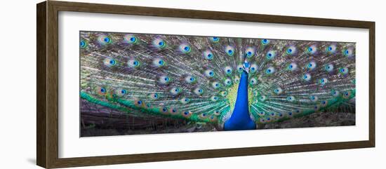 Dancing Peacock, India-null-Framed Photographic Print