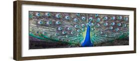 Dancing Peacock, India-null-Framed Photographic Print