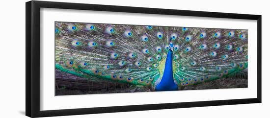 Dancing Peacock, India-null-Framed Photographic Print