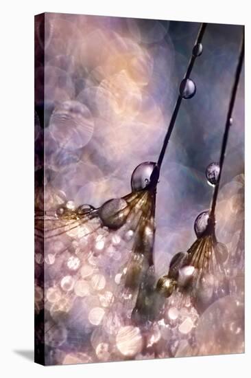 Dancing Seedlings-Ursula Abresch-Stretched Canvas
