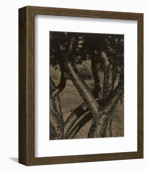 Dancing Trees, 1922-Alfred Stieglitz-Framed Art Print