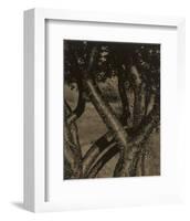 Dancing Trees, 1922-Alfred Stieglitz-Framed Art Print