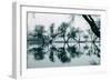 Dancing Trees in Reflection, Marin County, Northern California-Vincent James-Framed Photographic Print