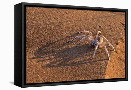 Dancing White Lady Spider (Leucorchestris Arenicola), Namib Desert, Namibia, Africa-Ann and Steve Toon-Framed Stretched Canvas