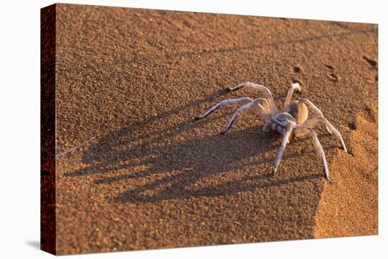 Dancing White Lady Spider (Leucorchestris Arenicola), Namib Desert, Namibia, Africa-Ann and Steve Toon-Stretched Canvas