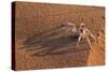 Dancing White Lady Spider (Leucorchestris Arenicola), Namib Desert, Namibia, Africa-Ann and Steve Toon-Stretched Canvas