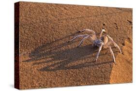 Dancing White Lady Spider (Leucorchestris Arenicola), Namib Desert, Namibia, Africa-Ann and Steve Toon-Stretched Canvas