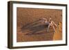 Dancing White Lady Spider (Leucorchestris Arenicola), Namib Desert, Namibia, Africa-Ann and Steve Toon-Framed Photographic Print