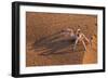 Dancing White Lady Spider (Leucorchestris Arenicola), Namib Desert, Namibia, Africa-Ann and Steve Toon-Framed Photographic Print