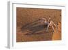 Dancing White Lady Spider (Leucorchestris Arenicola), Namib Desert, Namibia, Africa-Ann and Steve Toon-Framed Photographic Print