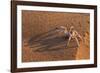 Dancing White Lady Spider (Leucorchestris Arenicola), Namib Desert, Namibia, Africa-Ann and Steve Toon-Framed Photographic Print