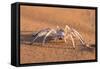 Dancing White Lady Spider (Leucorchestris Arenicola), Namib Desert, Namibia, Africa-Ann and Steve Toon-Framed Stretched Canvas