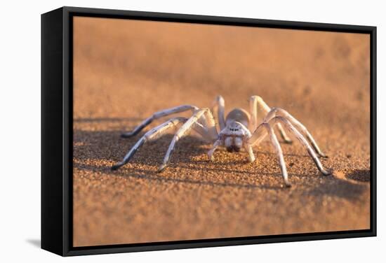 Dancing White Lady Spider (Leucorchestris Arenicola), Namib Desert, Namibia, Africa-Ann and Steve Toon-Framed Stretched Canvas