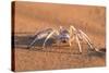 Dancing White Lady Spider (Leucorchestris Arenicola), Namib Desert, Namibia, Africa-Ann and Steve Toon-Stretched Canvas